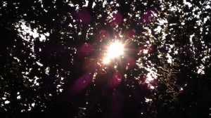 July 27-13-1-Samurai Innovation 90 Day Sunrise Goal